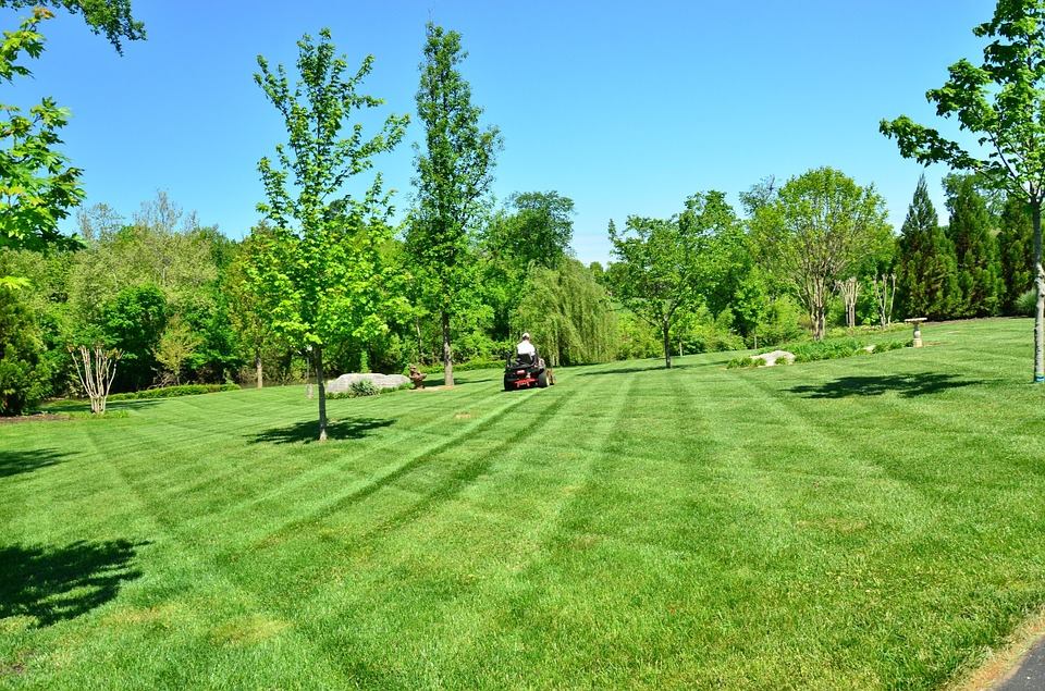 Freshly mowed lawn with striping pattern on a clear summer day