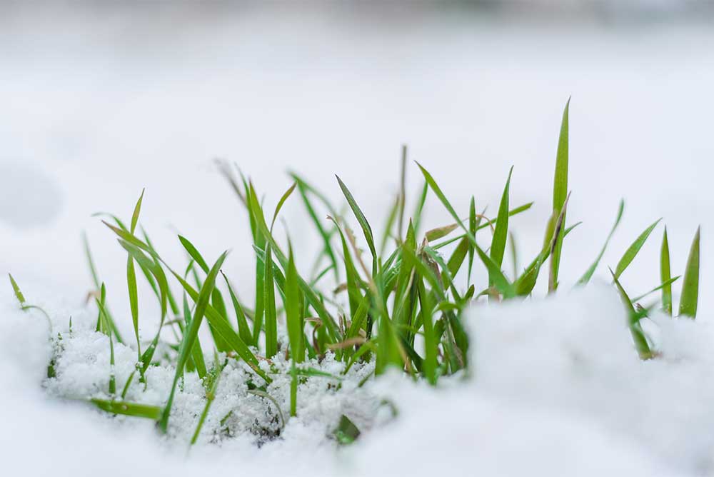 lawn in winter champion green